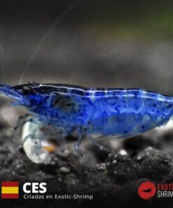 neocaridina blue velvet exotic shrimp CES