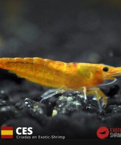 neocaridina orange sunkist exotic shrimp CES