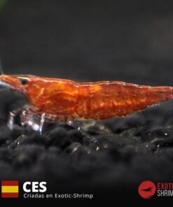 neocaridina red cherry exotic shrimp CES