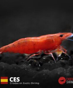neocaridina red fire exotic shrimp CES