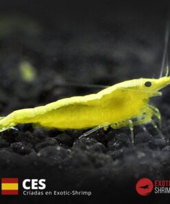 neocaridina yellow golden exotic shrimp CES