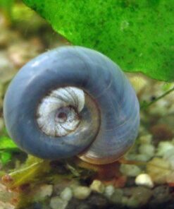 PLANORBIS AZUL