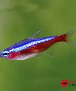 TETRA CARDENAL