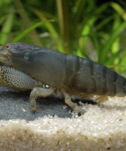 GAMBA FILTRADORA ATYA GABONENSIS