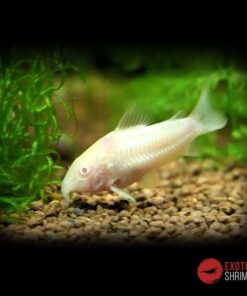 CORYDORAS AENUS ALBINO imagen destacada exotic shrimp