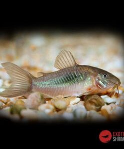 CORYDORAS AENUS BRONCE imagen destacada exotic shrimp