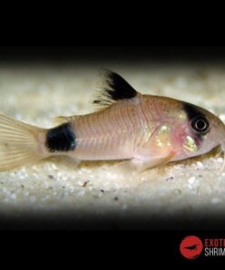 CORYDORAS PANDA imagen destacada exotic shrimp