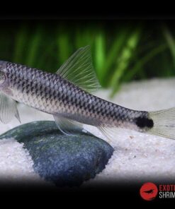 CROSSOCHEILUS RETICULATUS imagen destacada exotic shrimp