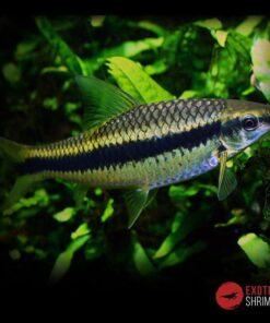 CROSSOCHEILUS SIAMENSIS imagen destacada exotic shrimp