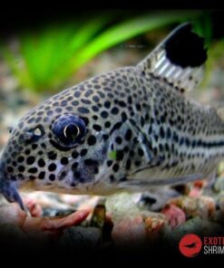Corydoras julii imagen destacada exotic shrimp