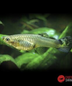 Guppy hembra imagen destacada exotic shrimp