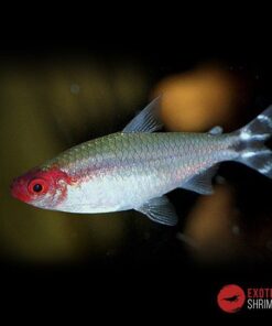 HEMIGRAMMUS BLEHERI imagen destacada exotic shrimp