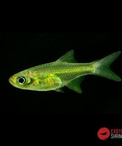 MICRODEVARIO KUBOTAI imagen destacada exotic shrimp