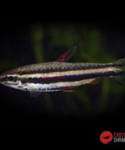 NANNOSTOMUS MARGINATUS imagen destacada exotic shrimp