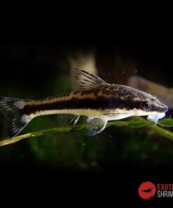 OTOCINCLUS AFFINIS imagen destacada exotic shrimp