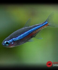 PARACHEIRODON SIMULANS imagen destacada exotic shrimp