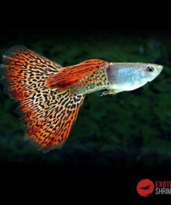 POECILIA RETICULATUS macho imagen destacada exotic shrimp
