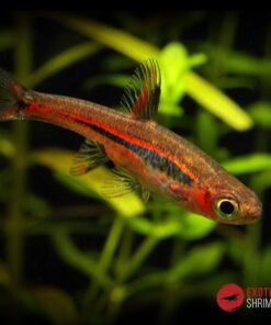 RASBORA BRIGITTAEimagen destacada exotic shrimp