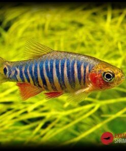 RASBORA ENANA ESMERALDA imagen destacada exotic shrimp