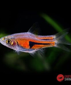 TRIGONOSTIGMA ESPEI imagen destacada exotic shrimp