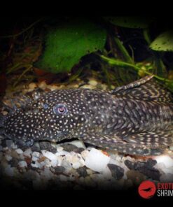 ancistrus imagen destacada exotic shrimp