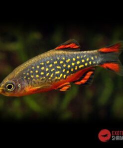 celestichthys margaritatus imagen destacada exotic shrimp