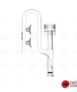 glass-overflow-inflow1 exotic shrimp