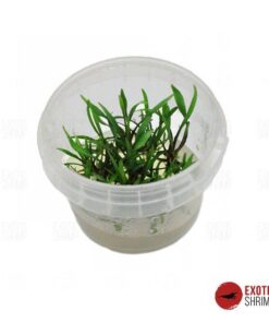 CRYPTOCORYNE NEVILLI imagen destacada exotic shrimp
