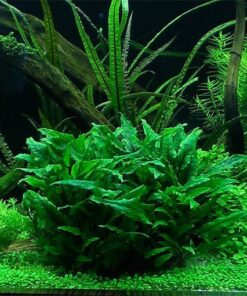 CRYPTOCORYNE WENDTII GREEN IN-VITRO