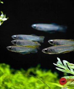 PEZ LINTERNA APLOCHEILICHTHYS NORMANI imagen destacada exotic shrimp