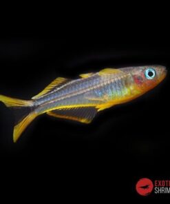 POPONDETA FURCATA PSEUDOMUGIL FURCATUS imagen destacada exotic shrimp