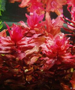 ROTALA MACRANDRA IN-VITRO