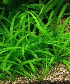 SAGITTARIA SUBULATA IN-VITRO