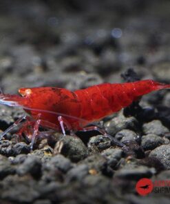 caridina red bee devil exotic shrimp imag destacada