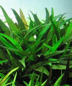 CRYPTOCORYNE WILLISII IN-VITRO