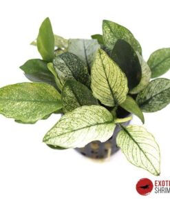 ANUBIAS NANA 'PINTO'