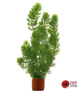 CERATOPHYLLUM DEMERSUN (COLA DE ZORRO)