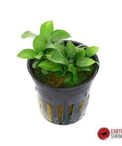ANUBIAS BARTERI VAR. NANA 'BONSAI'