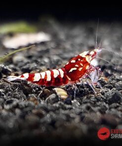 RED GALAXY