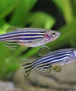 DANIO RERIO (CEBRITA)