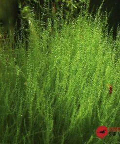 LEPTODICTYUM RIPARIUM (STRINGY MOSS) IN-VITRO