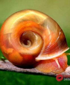 PLANORBIS ROJO