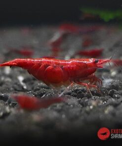 red fire var painted exotic shrimp 4