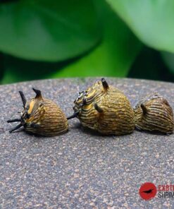 CARACOL SOL (CLITHON SUBGRANOSA)