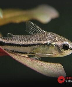 CORYDORA PIGMEA