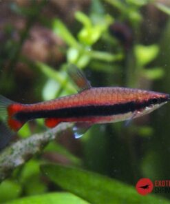 NANNOSTOMUS BECKFORDI RED (PEZ LÁPIZ ROJO)