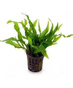 MICROSORUM PTEROPUS "PETITE"