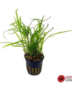 MICROSORUM PTEROPUS "TRIDENT"