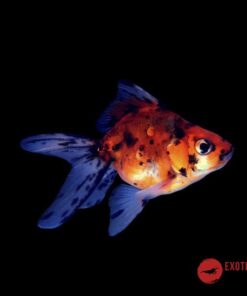 ORANDA CALICO 4-5CM