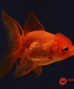 ORANDA ROJO 4-5CM